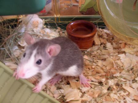 Mr Lucky